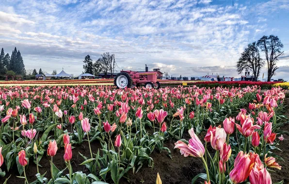 Field, the sky, clouds, flowers, spring, tractor, tulips, pink