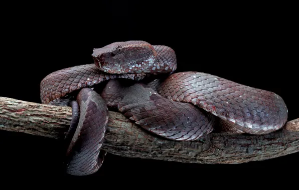 Tree, Snake, Black background, Eyes, Face, Reptile, Animal, Danger