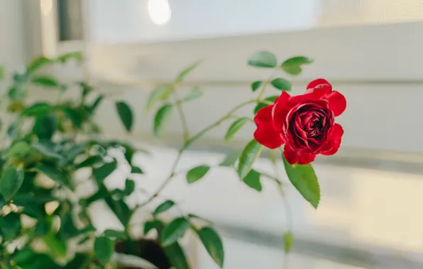 Flower, rose, the room, decorative