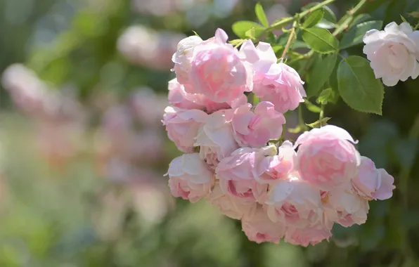 Light, flowers, roses, branch, pink, buds, bokeh, rose Bush