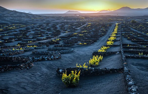 Spain, Spain, Canary Islands, Canary Islands, Volcanic Vineyard Lanzarote, Lanzarote Volcanic Vineyard