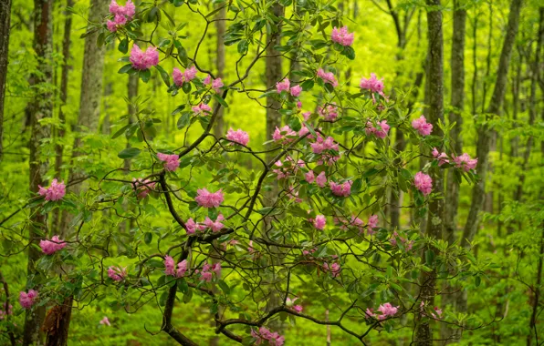 Picture forest, trees, Babcock State Park, flowers, rhododendron, West Virginia, West Virginia, Park Babcock