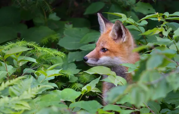 Picture leaves, Fox, red, the bushes