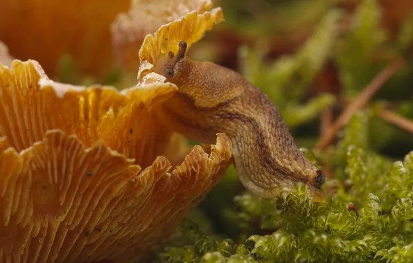 Macro, mushrooms, moss, Breakfast, Slugs