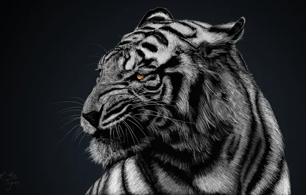 Picture black and white, black background, white tiger