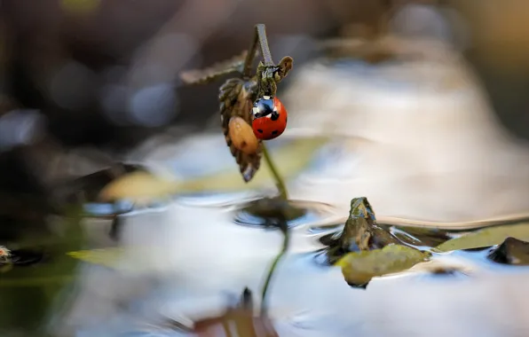 Water, macro, plant, ladybug, beetle, insect, bokeh