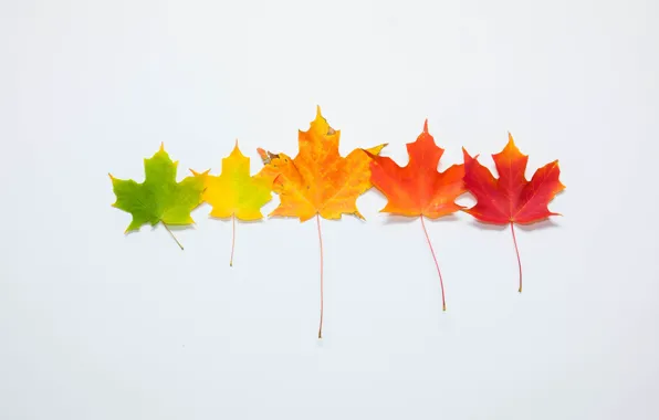 Picture autumn, leaves, background, colorful