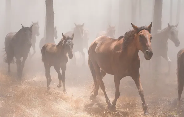 Forest, grass, trees, fog, horses, morning, horse, a lot