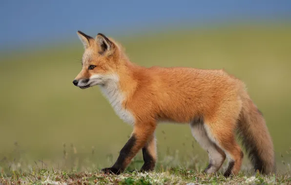 Grass, background, Fox, profile, Fox, Fox