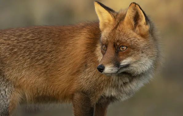 Picture look, face, pose, portrait, Fox