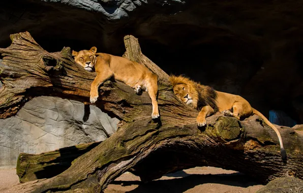 Picture stay, relax, Leo, log, lions, a couple, lioness