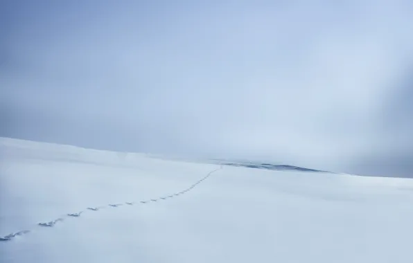 Picture winter, field, snow, traces