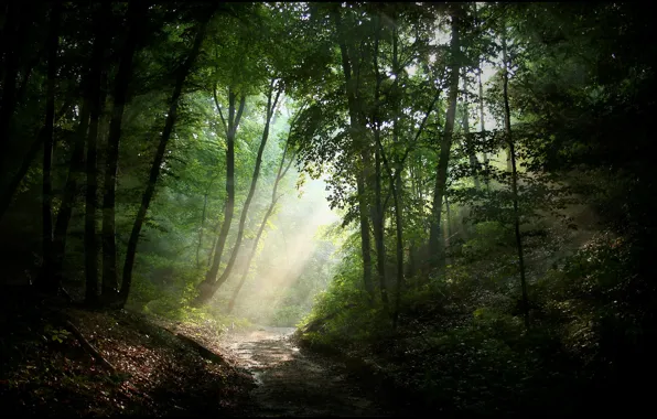 Road, forest, light, nature