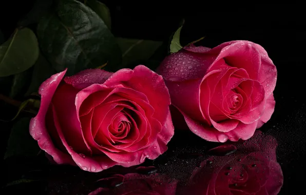 Drops, macro, reflection, roses, Duo, buds