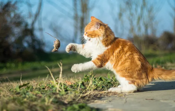 Picture cat, mouse, red