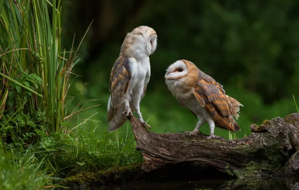 Picture grass, look, birds, nature, background, owl, bird, two