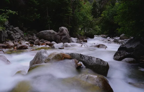 Forest, trees, river, stones, USA, Cottonwood