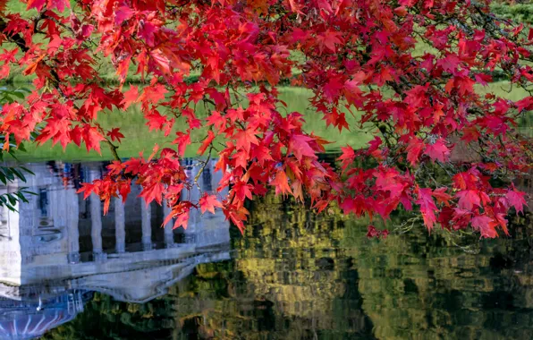 Autumn, leaves, branches, lake, reflection, England, maple, Stored
