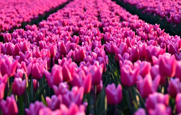 Field, flower, flowers, Tulip, Spring, tulips