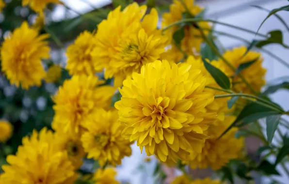 Macro, flowers, yellow, garden, rudbeckia, Golden balls