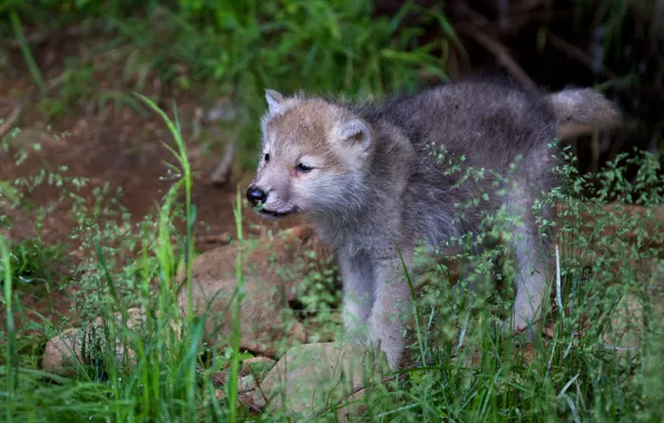 Picture grass, look, nature, pose, stones, grey, wolf, Nora