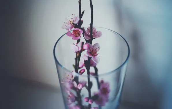 Flowers, glass, branch, petals