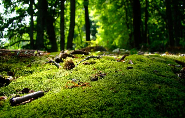 Greens, forest, trees, moss