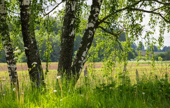 Summer, birch, birch, June, summer sunset, nature of russia, sunset light