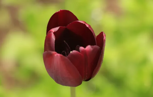 Greens, flower, the sun, flowers, Tulip, spring, purple, Burgundy