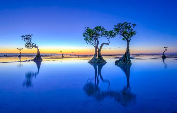 The sky, stars, trees, blue, reflection, blue, color, horizon