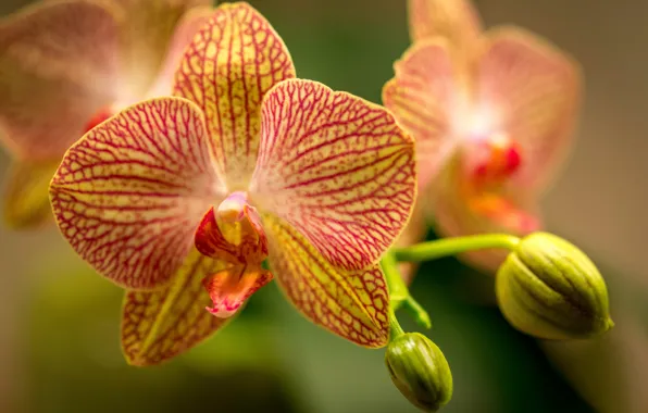 Macro, petals, exotic, buds, Orchid, Phalaenopsis