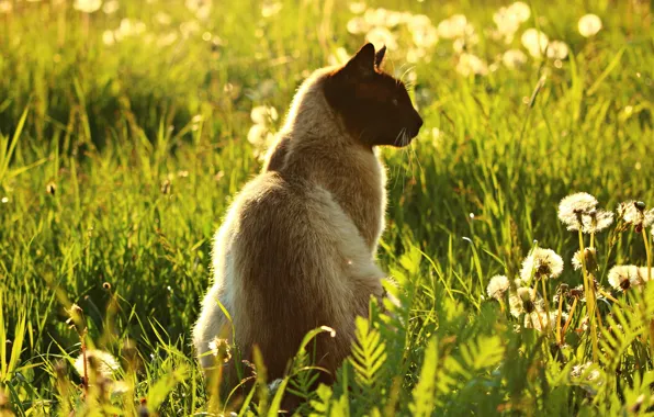 Greens, cat, summer, grass, cat, light, flowers, nature