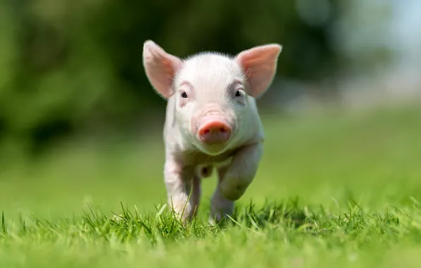 Grass, look, little, pig