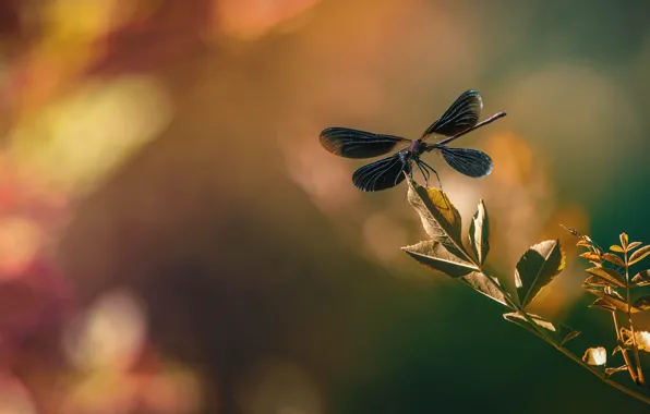 Leaves, macro, light, sprig, background, dragonfly, bokeh