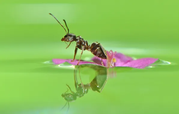 Flower, water, macro, reflection, ant