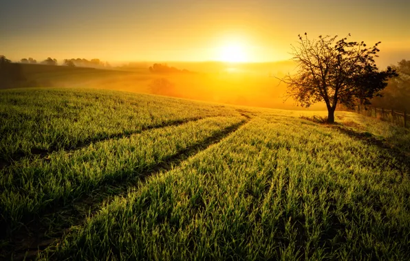 Field, grass, the sun, trees, fog, dawn, the fence, track