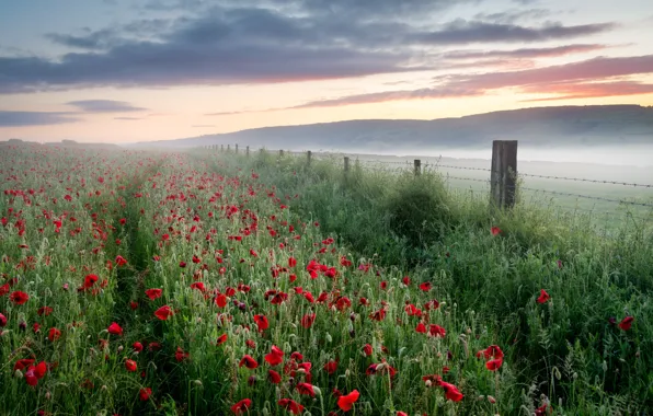 Field, summer, fog, Maki