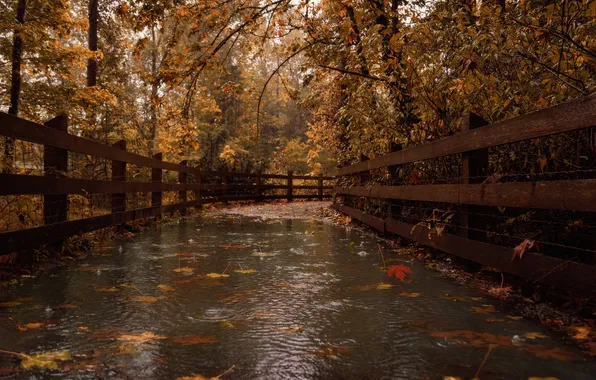 Picture autumn, forest, leaves, drops, bridge, nature, rain, puddle
