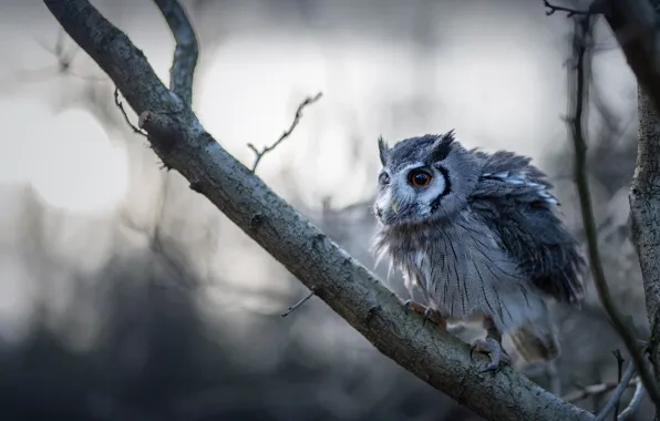 Forest, look, branches, pose, fog, background, owl, bird