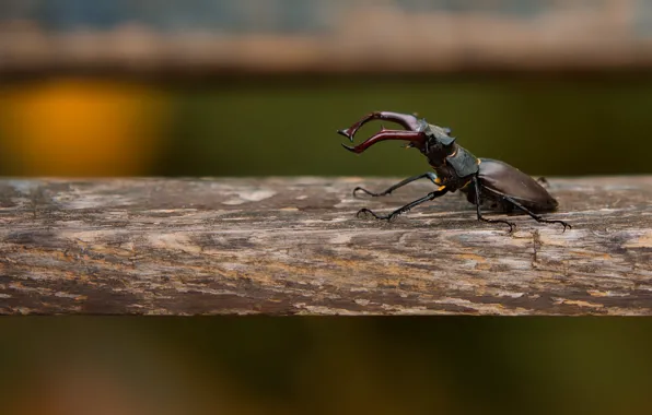 Picture Board, large, beetle, insect, Stag beetle