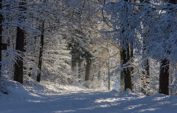 Picture winter, frost, forest, light, snow, trees, branches, nature