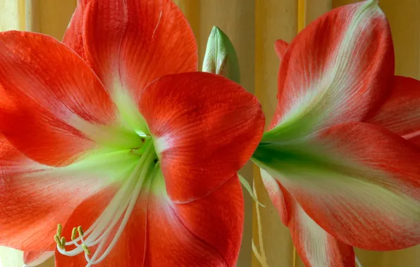 Flowers, nature, plant, petals