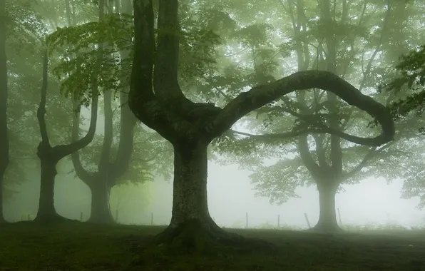 Trees, landscape, nature, fog