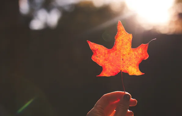 Picture leaves, orange, leaf, maple