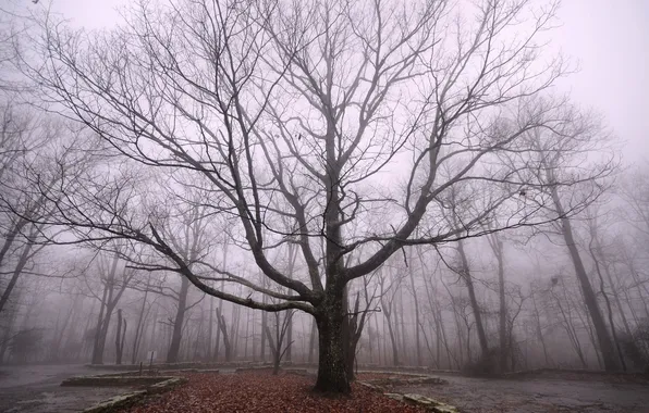 Picture fog, Park, tree