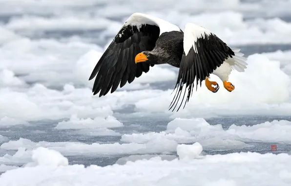 Picture nature, bird, eagle