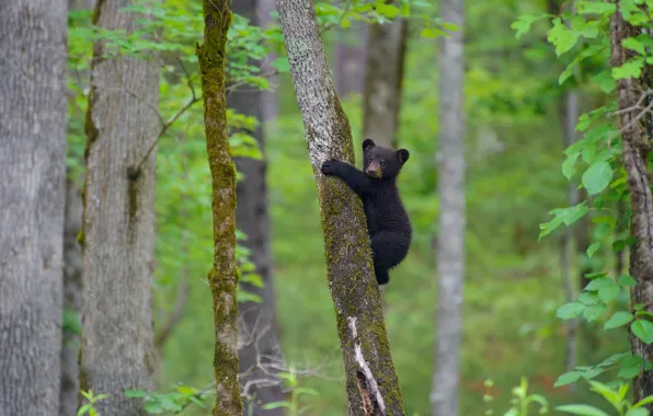 Forest, trees, bear, on the tree, baribal