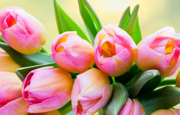 Picture leaves, flowers, background, bouquet, tulips, pink, buds, bokeh
