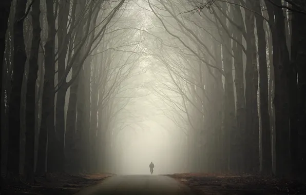 Picture road, autumn, forest, fog, people