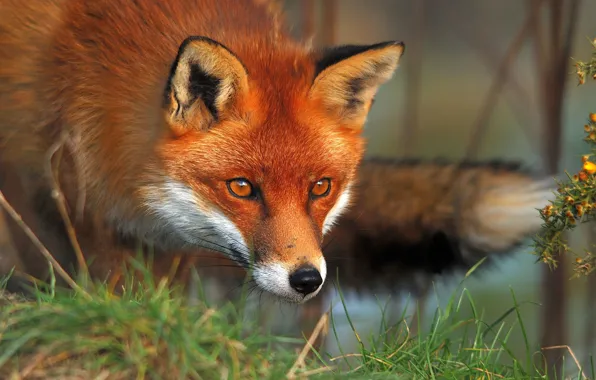 Picture grass, eyes, Fox, Fox, red, fauna